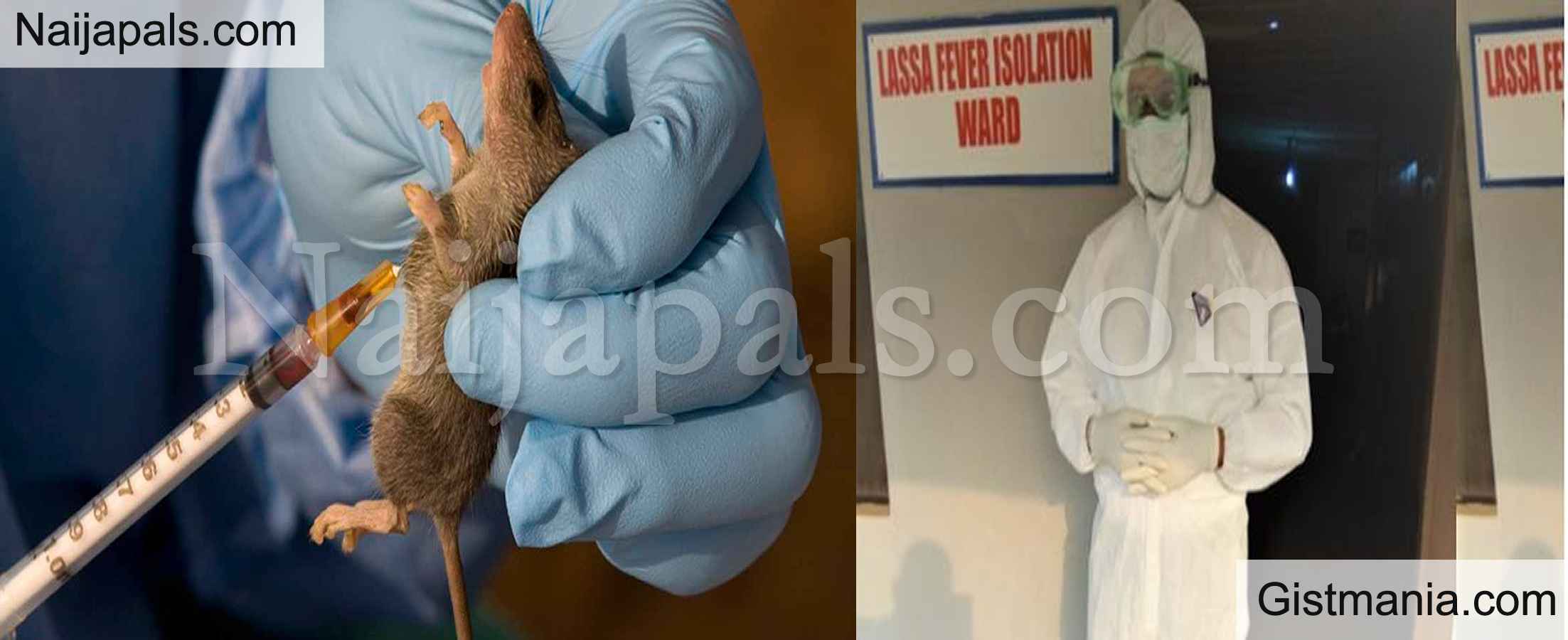 59 People Was Killed With Lassa Fever In 2022 NCDC Gistmania   Lassa Fevers 